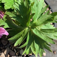 Anemonastrum narcissiflorum narcissiflorum